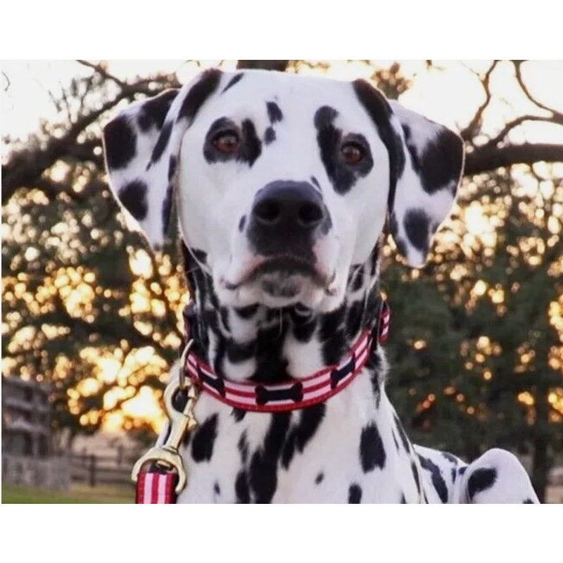 Up Country Red, Black, White Dog Bone Collar