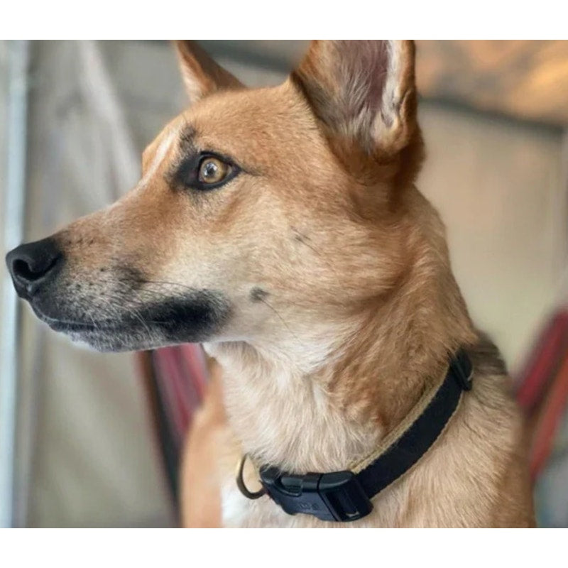 Up Country Black & Gold Dog Collar